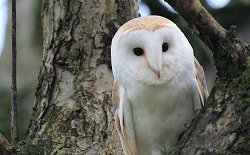 Snowy Owl - protected wildlife 